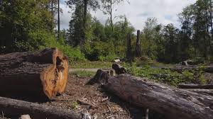 Best Tree Preservation Services  in Rhinelander, WI